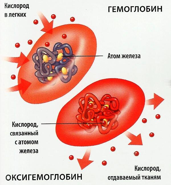 Исследуем агранулоциты: классификация и функции клеток крови