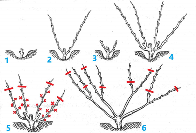 Правильная схема обрезки виноградной лозы. https://ogorodguru.com
