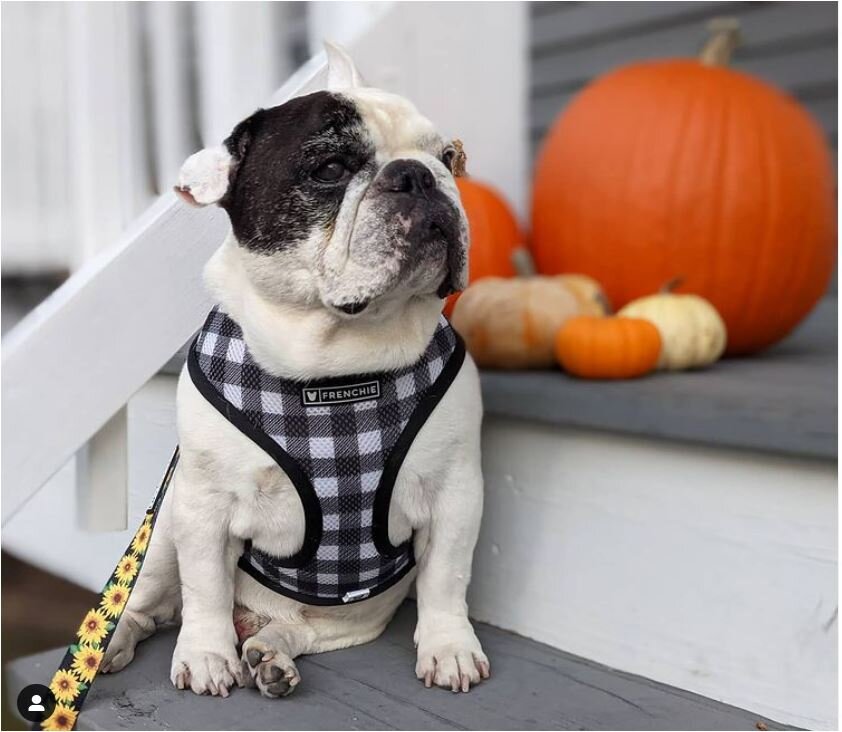 Источник: https://www.instagram.com/manny_the_frenchie/*