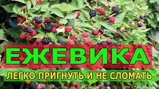 КАК НЕ СЛОМАТЬ ПОБЕГИ ЕЖЕВИКИ ПРИ УКРЫТИИ НА ЗИМУ. УДОБНАЯ ФОРМИРОВКА ЕЖЕВИКИ НА НИЗКИЙ БОКОВОЙ ПОБЕГ.