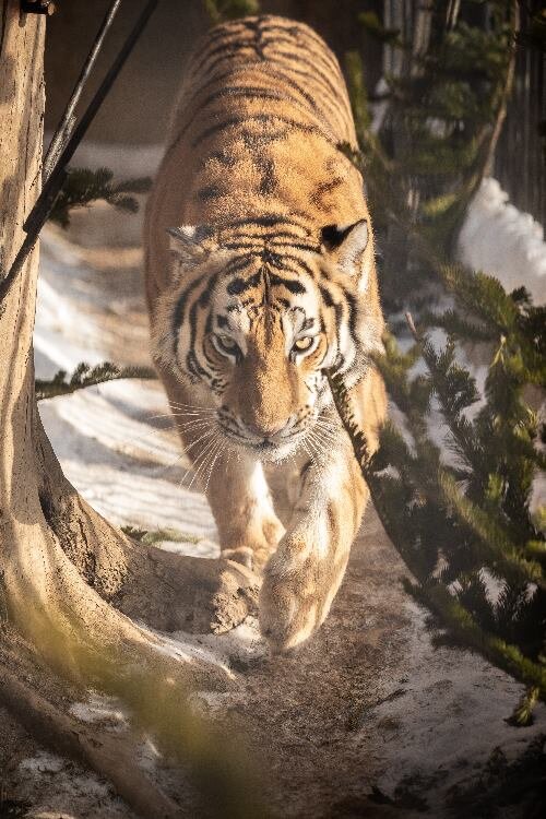 Тигр Амур в зоопарке