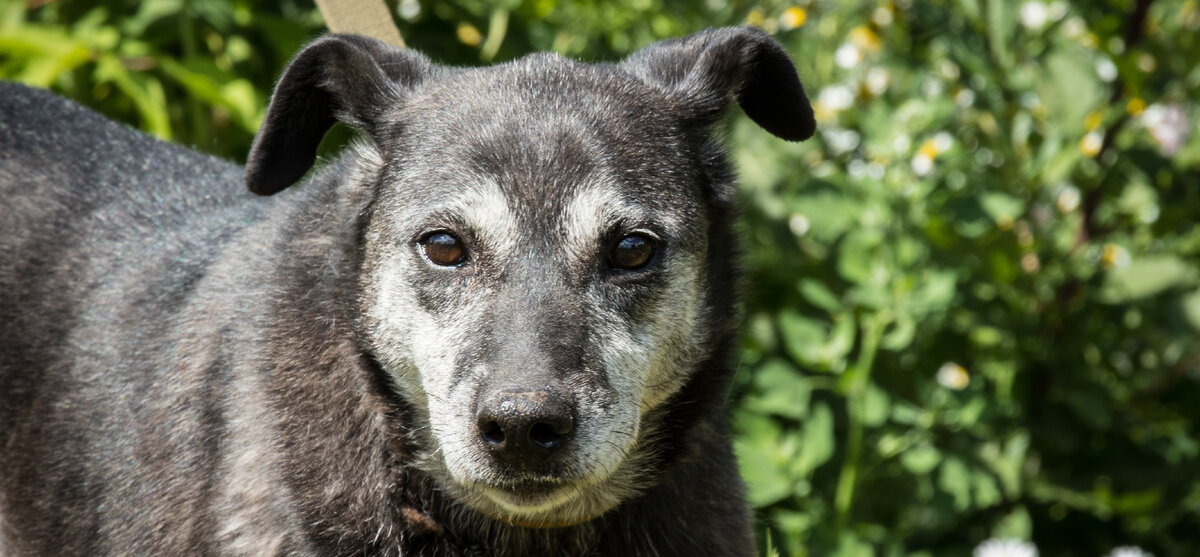 Шейла в приюте, ей еще лет 5