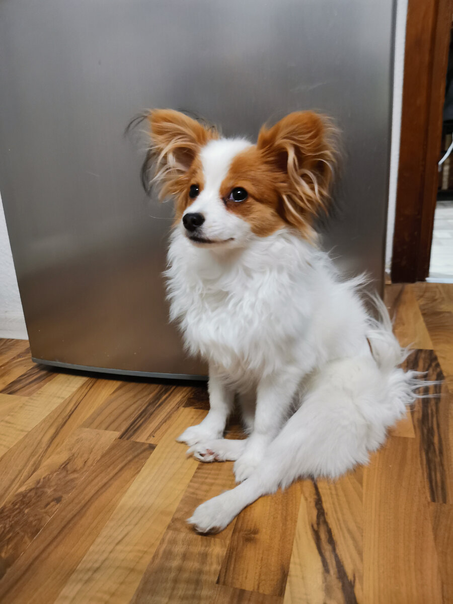 Коронный приём, сидеть с вытянутой лапой или даже двумя