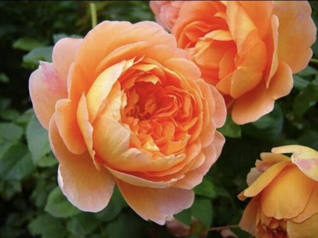 Пэт Остин. Мне ещё предстоит увидеть такую красоту на своём участке