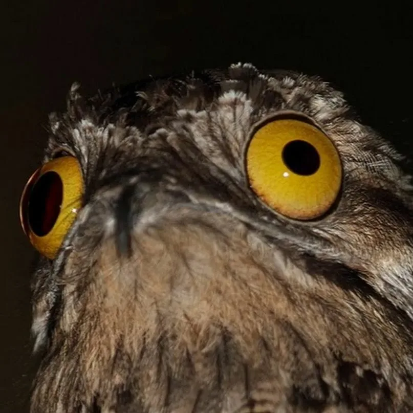 Исполинский серый козодой птица. Как кричит козодой слушать. Козодой исполинский козодой исполинский. Как кричит козодой слушать. Как кричит козодой слушать.