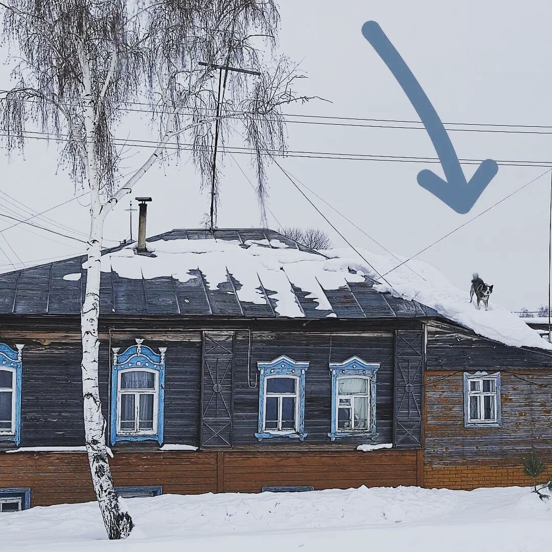 Собака