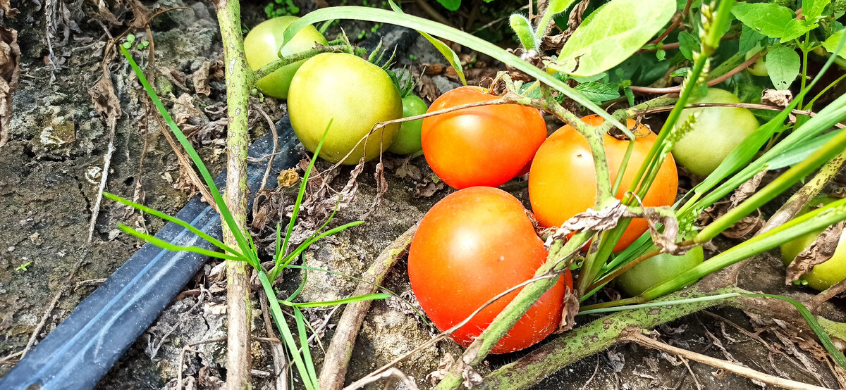 Лучшие сорта томатов для сока: выбор семян и характеристики сортов