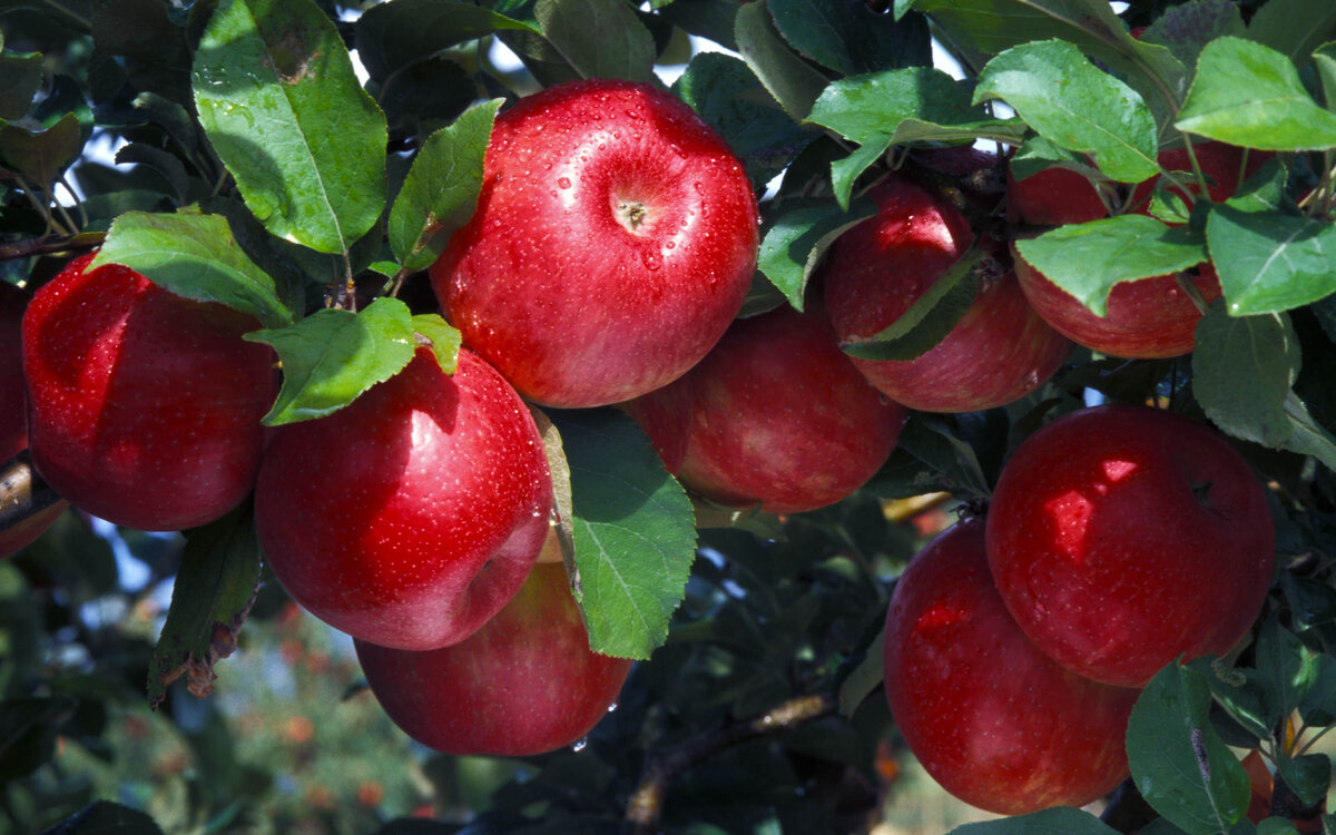 яблоки хоней фото и описание сорта