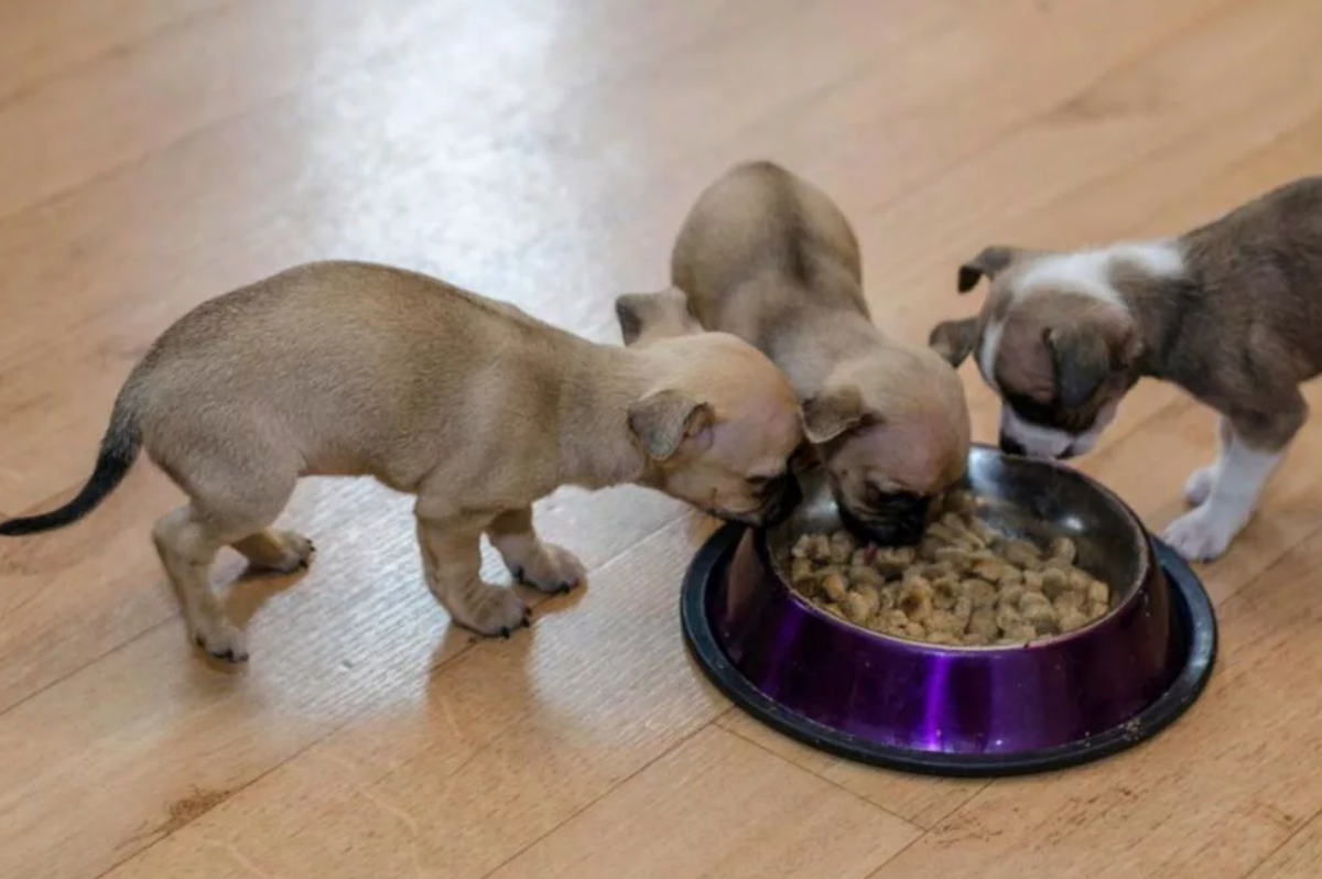 Щенкам чихуахуа месяц чем кормить. Кормление собак. Маленькие собачки кушают. Питание маленьких щенков. Еда для чихуахуа.