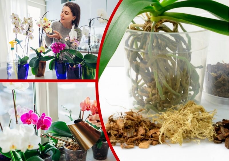 Размножение орхидеи фаленопсис