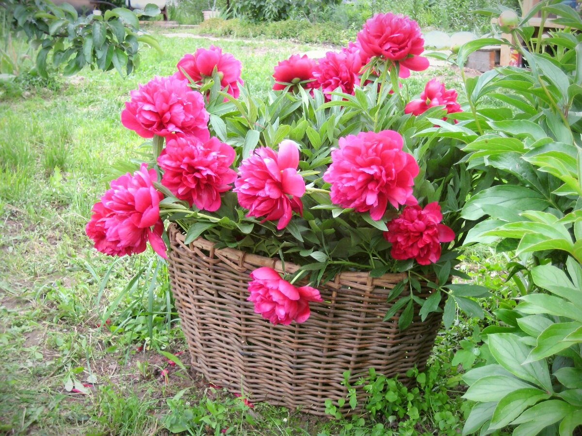 Любые пионы требуют открытых пространств. Не жалейте места, высадите кусты на фоне газона