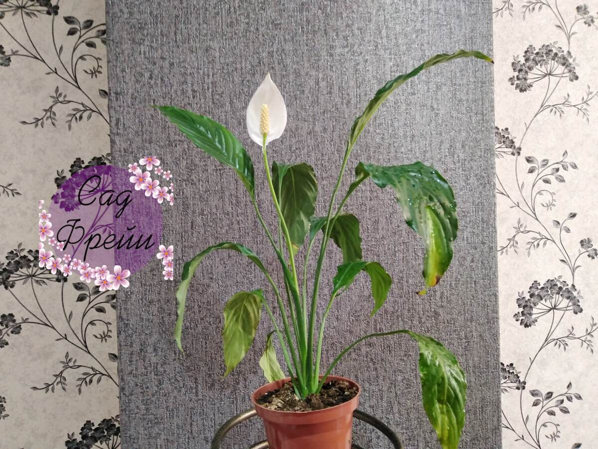 6 февраля: спатифиллум зацвёл...