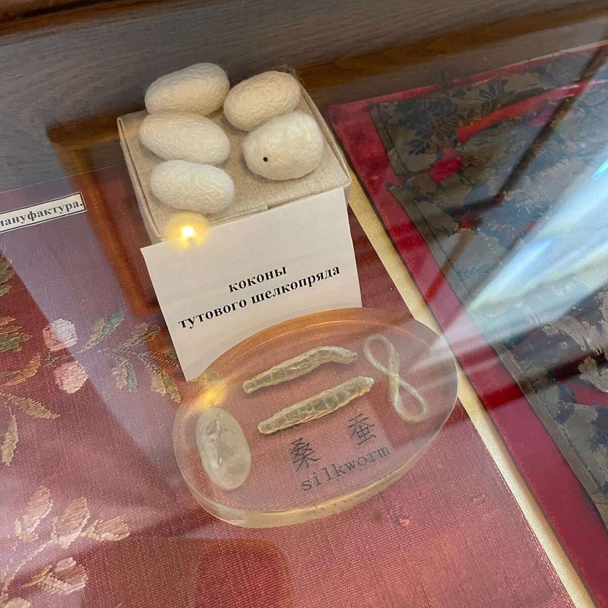 Коконы шелкопряда