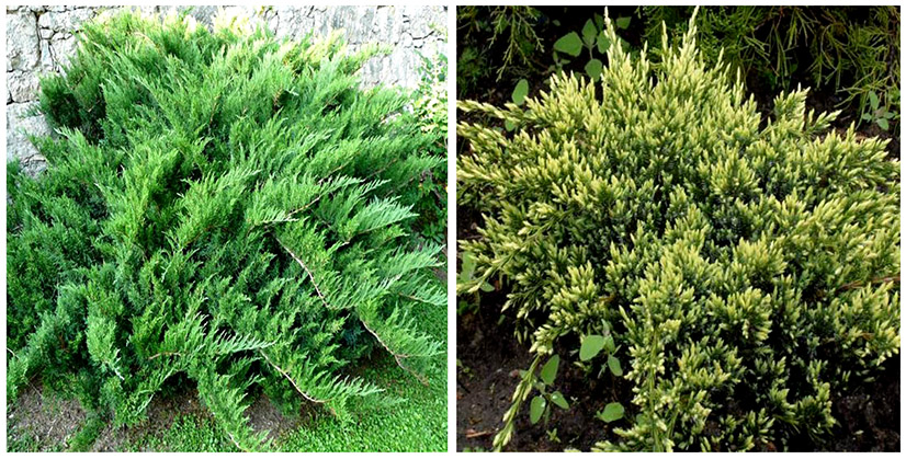 Можжевельник казацкий Tamariscifolia, можжевельник чешуйчатый Holger