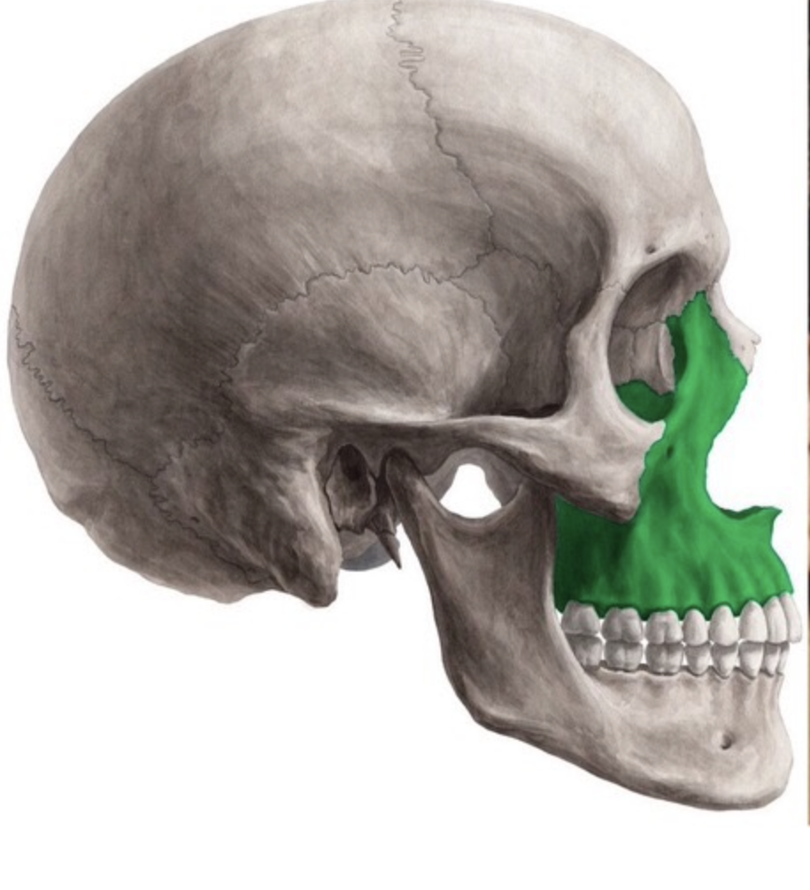 На рисунке кость выделена зеленым. Верхний край образует глазницу.