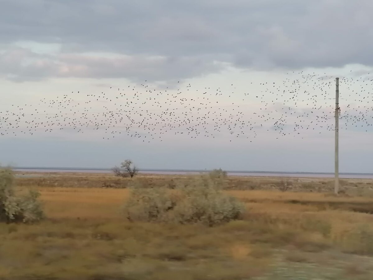 Вид из окна электрички.