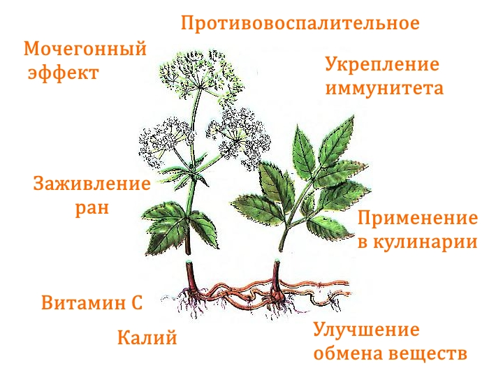 Сныть польза для здоровья человека. Сныть кашмирская. Сныть обыкновенная зонтичные. Сныть польза для здоровья человека. Сныть польза для здоровья человека.