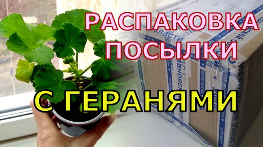 Распаковка посылки с новыми пеларгониями: показываю, в каком состоянии доходят укоренённые черенки