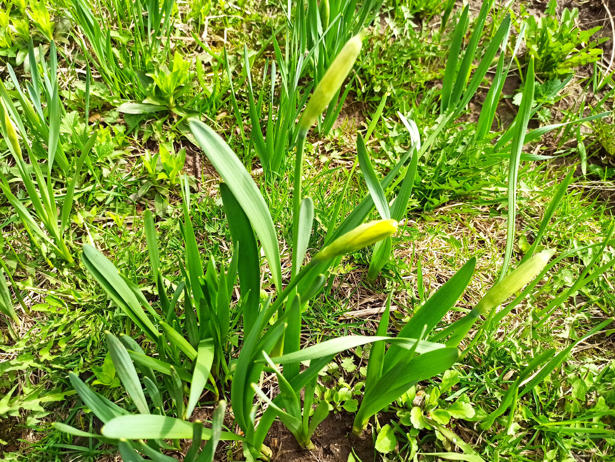 Фото автора. Нарциссы 