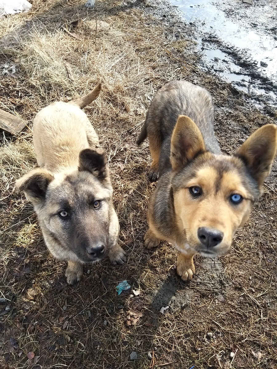 У мамаши тоже глаза разные, от чего ?