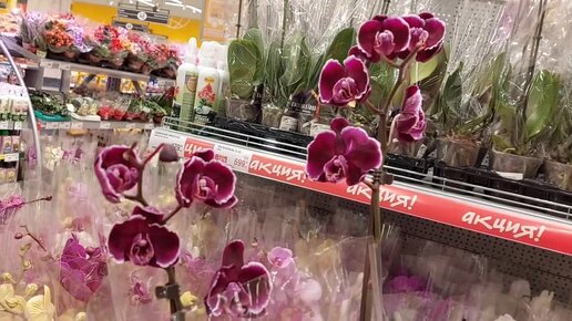 Обзор орхидей в Глобусе . Январь 2022. Урвала КАМЕННУЮ РОЗУ