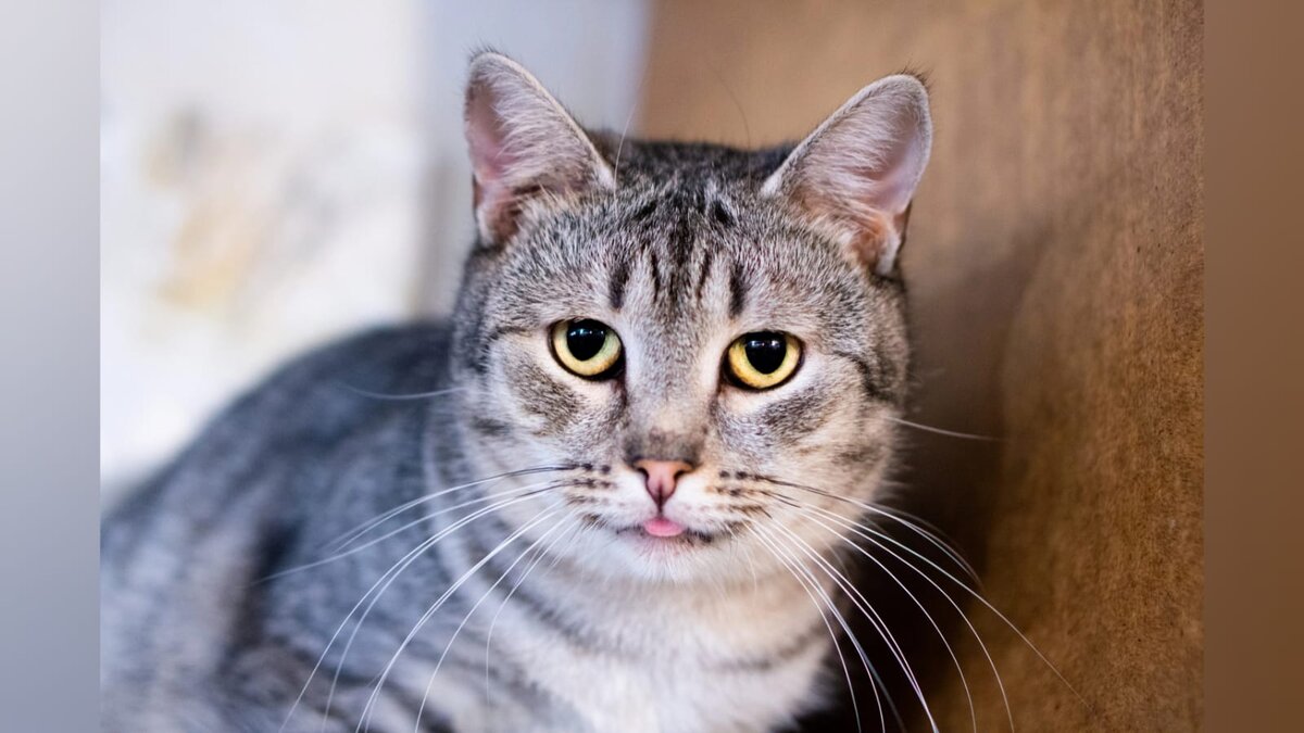 Круглый, аккуратный и очень красивый