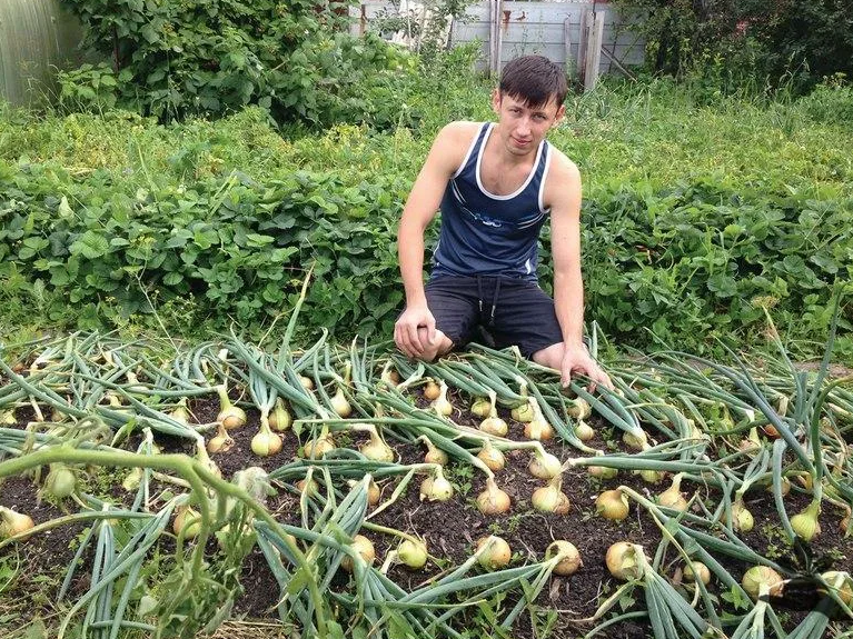 Когда можно вытаскивать лук. Лук Эксибишен на грядке