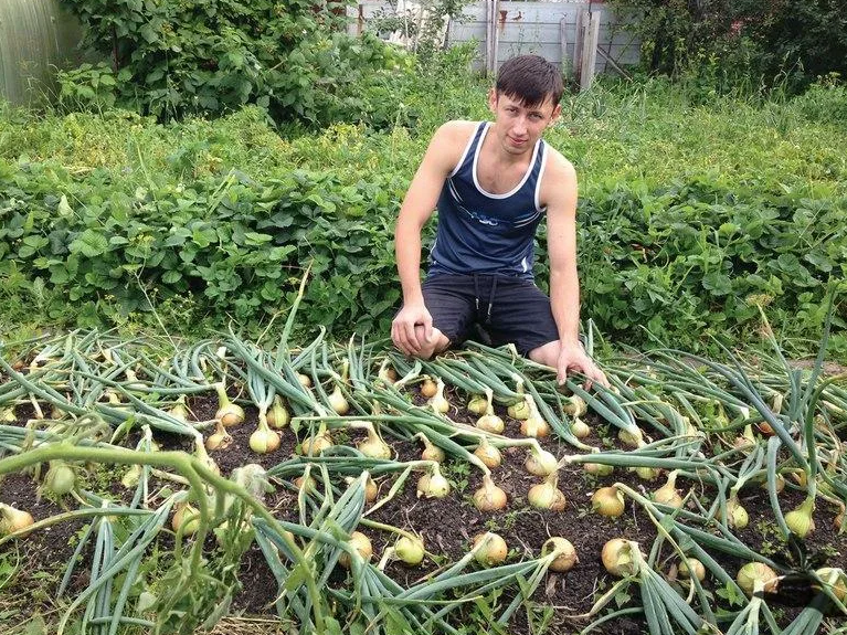 На 3 грядки посадили 27 луковиц. Лук севок Эксибишен.