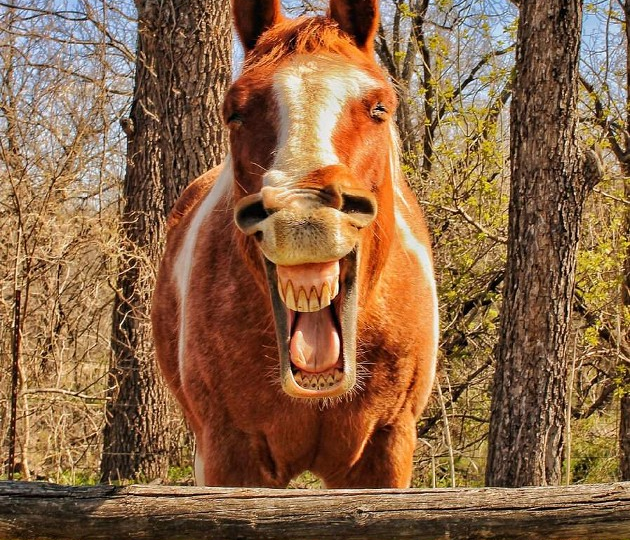 15 смешных фото с питомцами, которые поднимут вам настроение