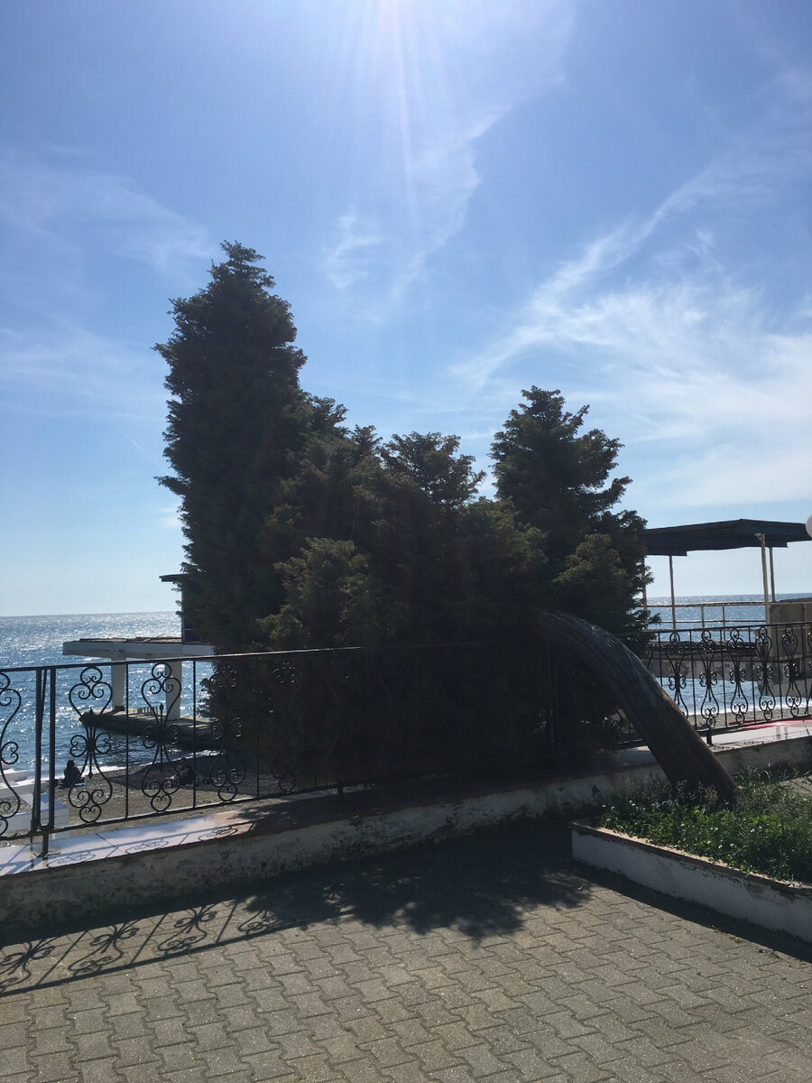 Вот такие ветра в Сочи!