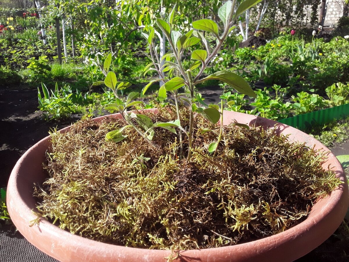 Один куст петунии в горшке на 12 литров