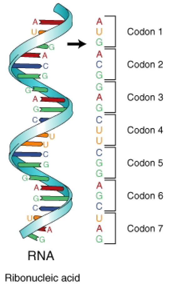 Кодоны в молекуле ДНК
