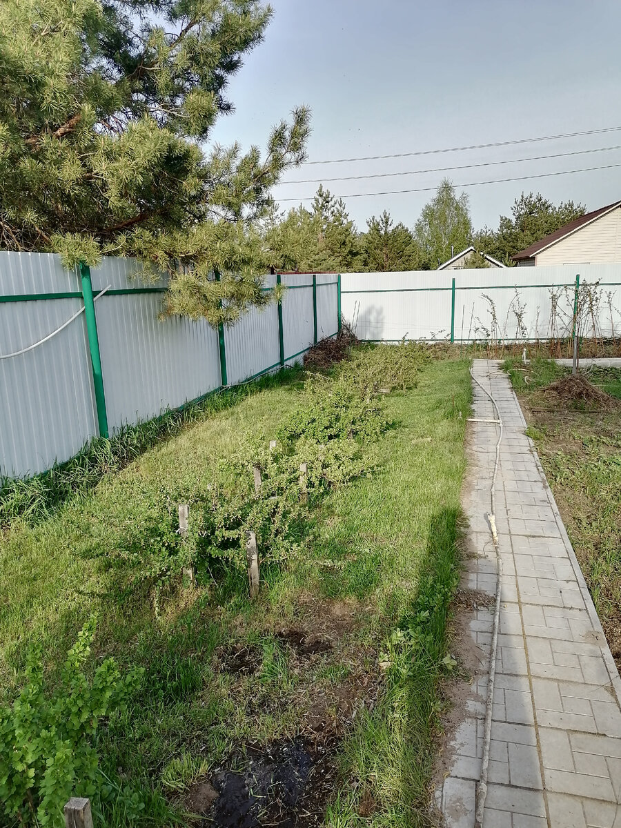 недавно скошенный газон