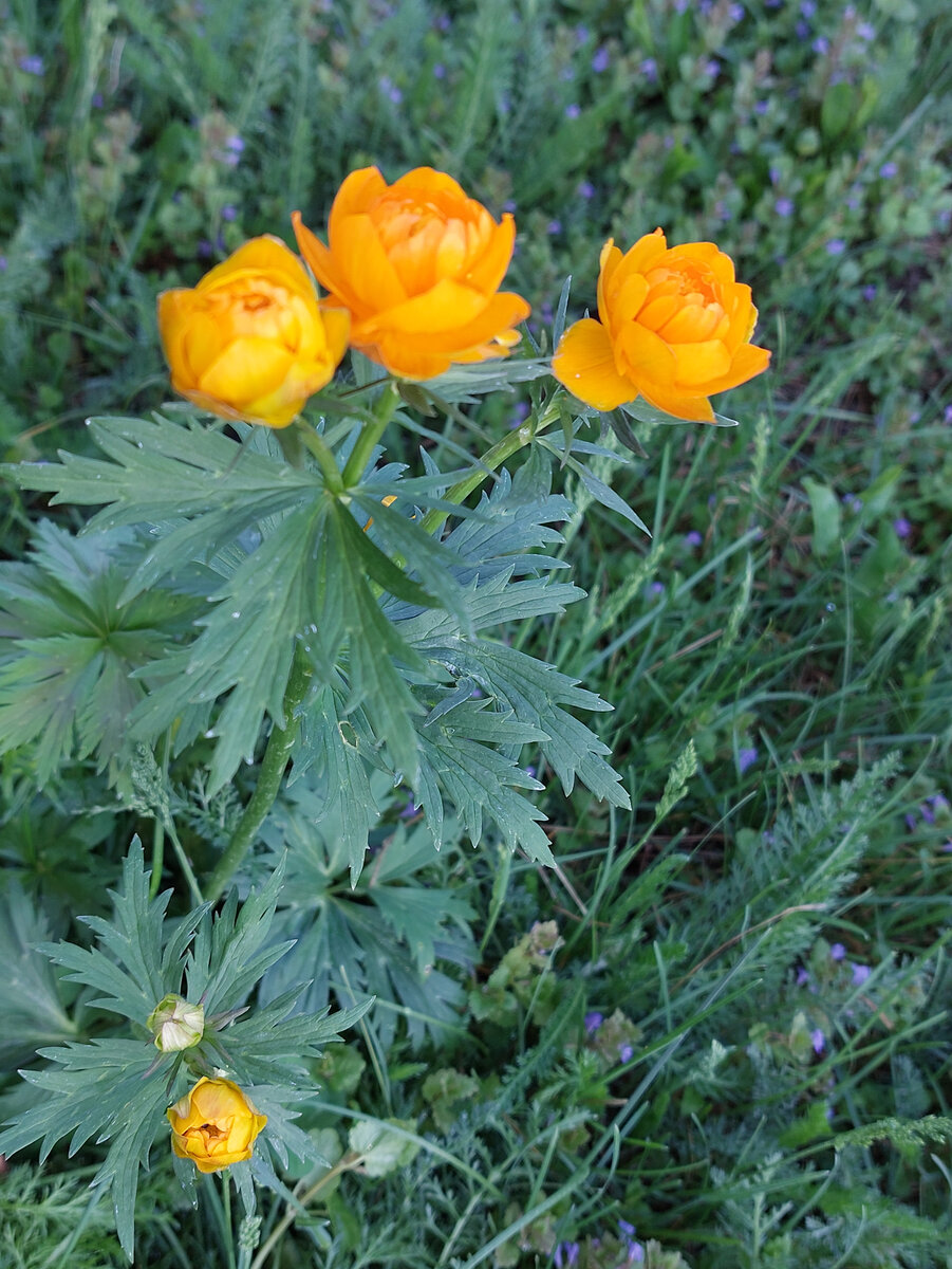 Это наши знаменитые алтайские цветки-жарки. Посадила несколько лет назад (купила на Спартаке) и уже не надеялась, что они будут у нас на даче цвести. Все казалось, что им недостаточно влаги и соседства с кустарниками, которые влагу все-таки задерживают. И вот в этом году для них сложилась прекрасная ситуация: кустарников вокруг них стало много, поливаем мы этот участок часто, на улице было очень жарко в двадцатых числах мая было у нас и +30 на Алтае!!! И теперь буду стараться подсадить к ним еще таких же купальниц-жарков, для увеличения возможностей их микробиоты... 