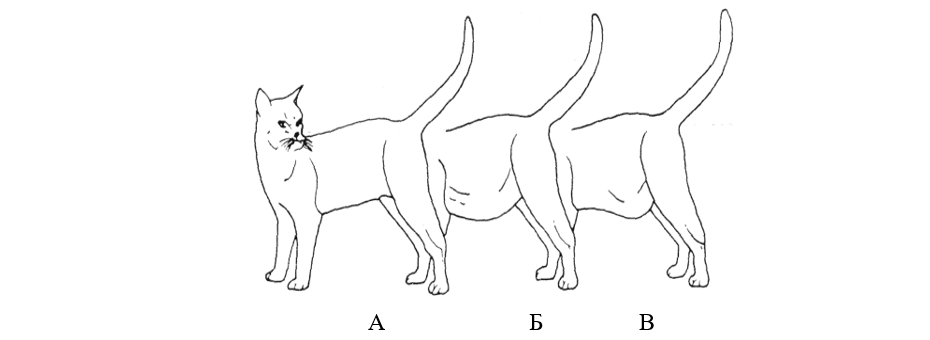 Увеличение живота и расслабление тазовых связок у кошки
