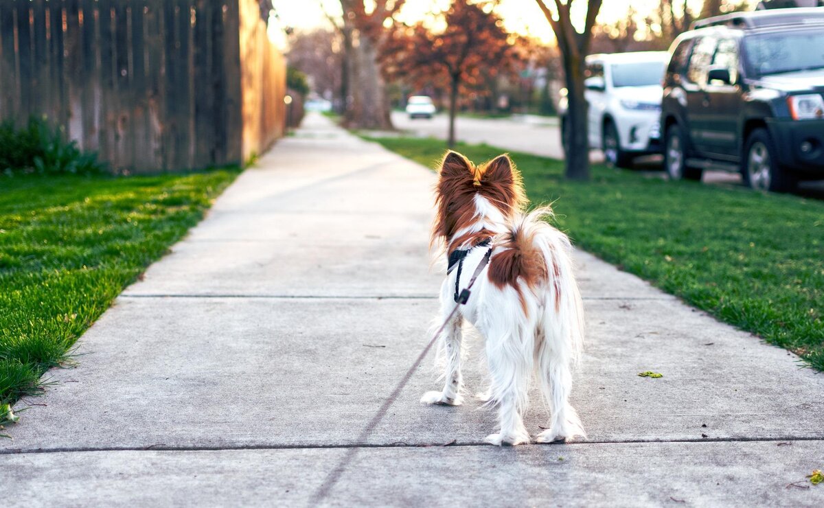 Почему нужно гулять. Прогулка с собакой. Поводок для собак. Гулять с собакой. Пес на прогулке.