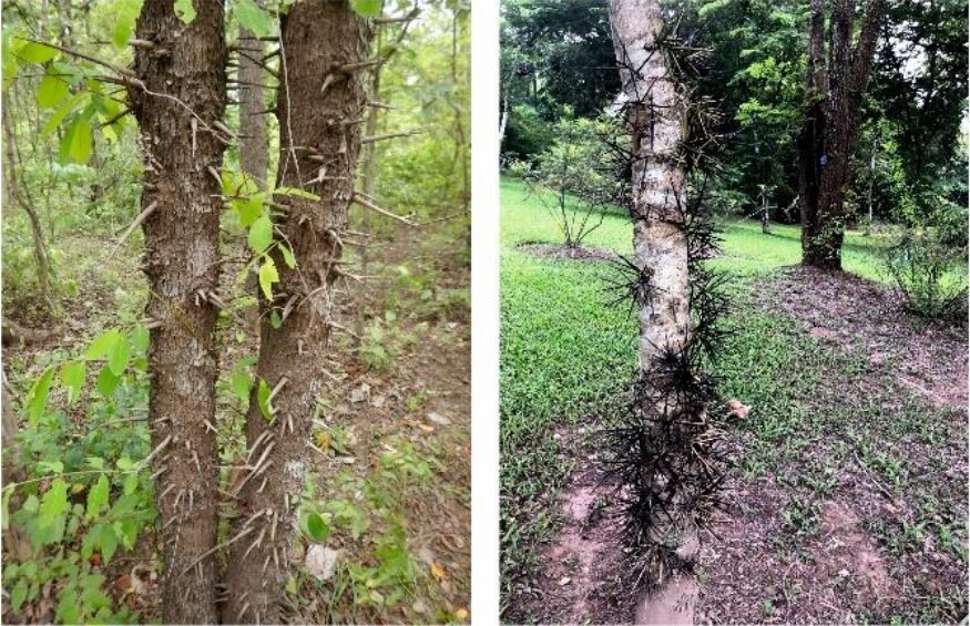 Синдром шипастого ствола: Cratoxylum cochinchinense и Gleditsia microphylla.