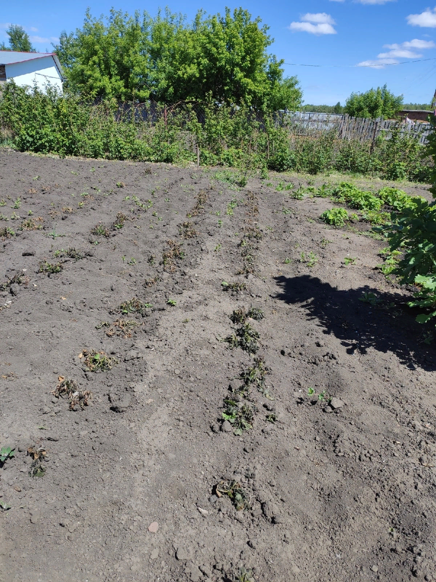 Здесь была картошка