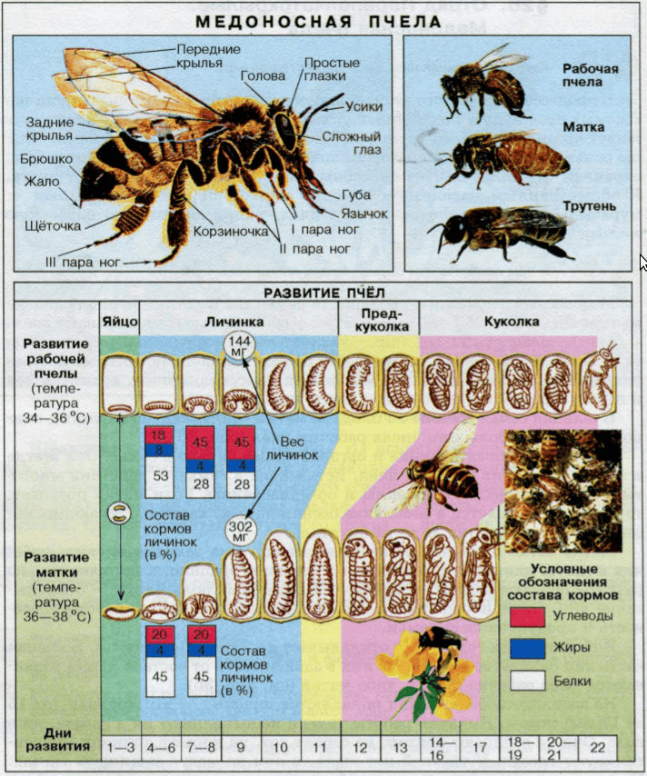 размножение пчел