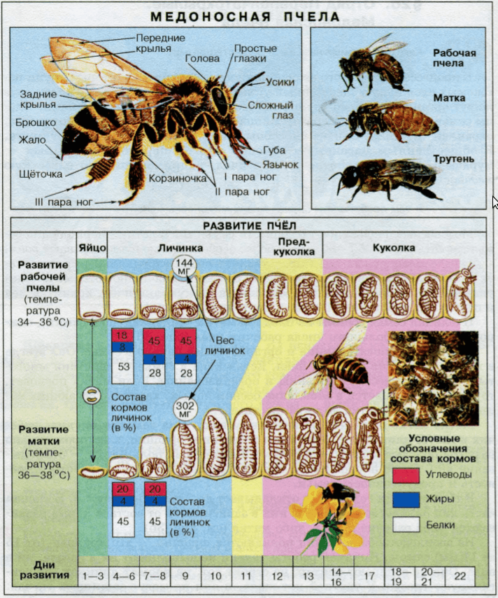 Цикл развития пчеломатки схема