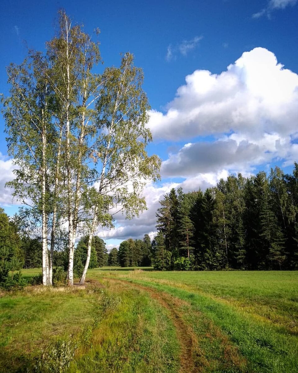 березы в горах