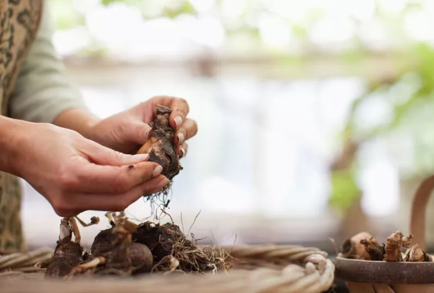 Перед закладкой на хранение луковицы тщательно очищают. Фото https://www.thespruce.com/