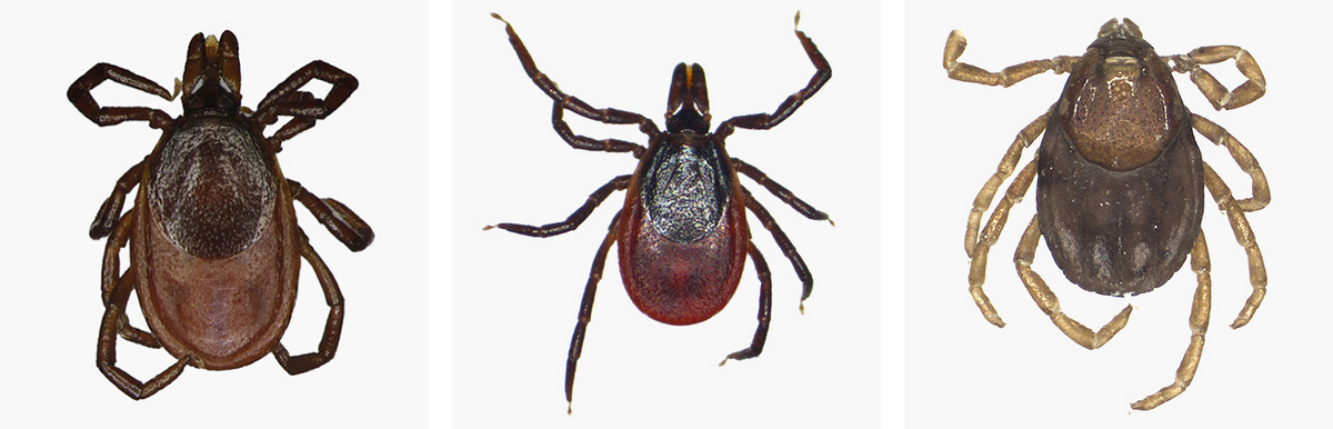Слева: таежный клещ Ixodes persulcatus. Посередине: лесной клещ Ixodes ricinus. Справа: собачий клещ Rhipicephalus sanguineus, который не переносит энцефалит и боррелиоз. Клещи размером всего 3—5 мм и очень похожи, так что отличать их друг от друга по внешнему виду умеют только специалисты-энтомологи. Источник: bristoluniversitytickid.uk