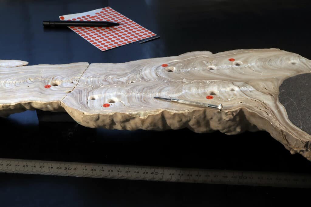    Образец исследуемого сталагмита / ©phys.org