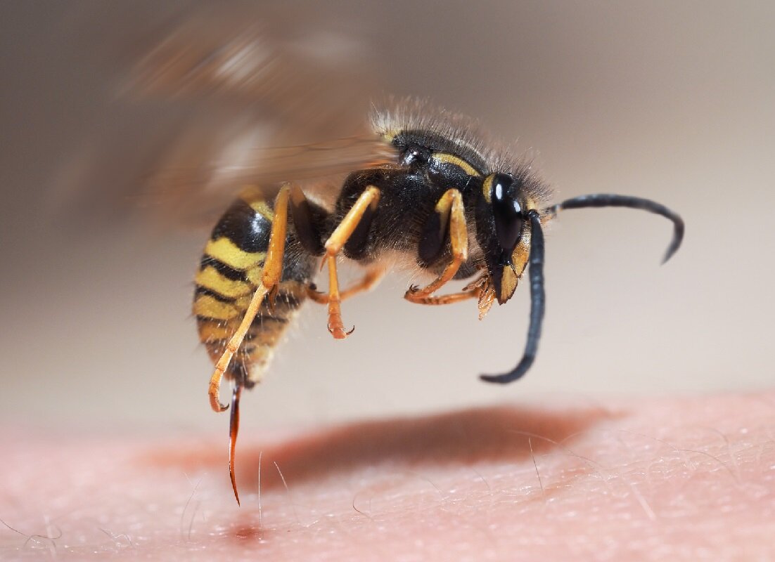 Почему пчела погибает после укуса: научные объяснения и причины