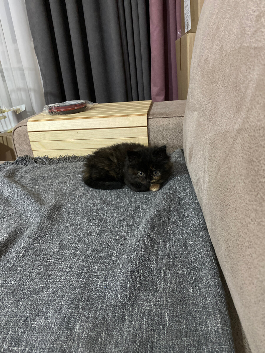 Котёночек (из архива автора)