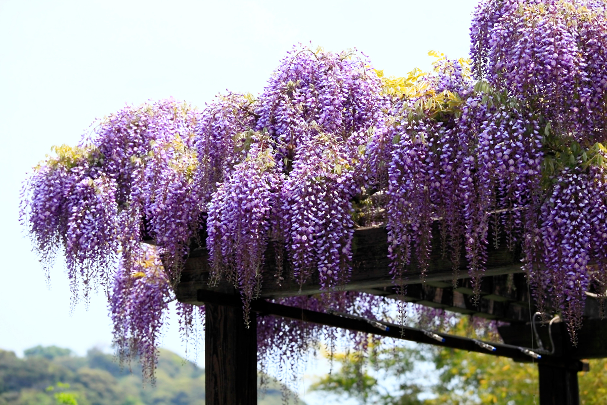 Wisteria. Глициния сиреневая "китайская". Wisteria sinensis Глициния китайская