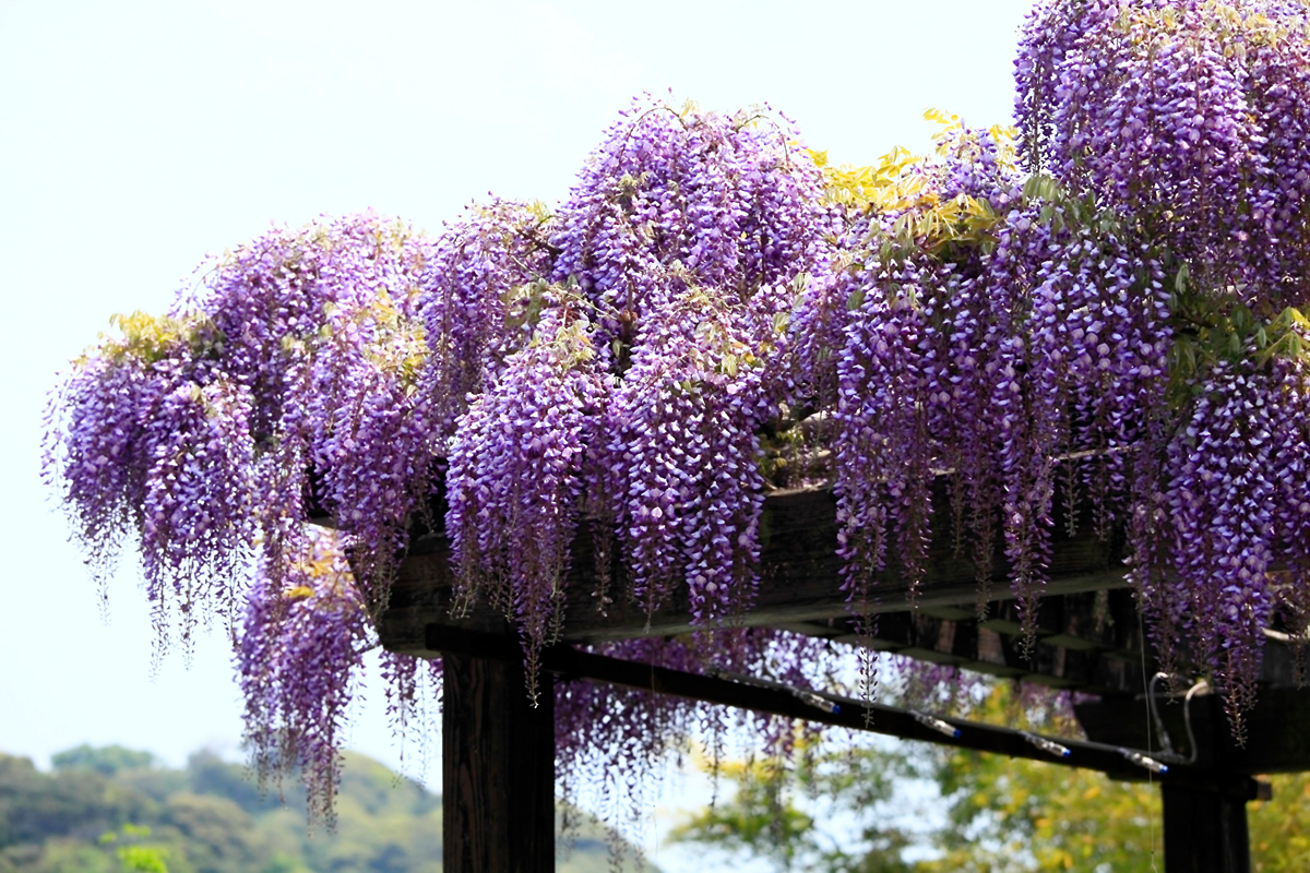 Wisteria