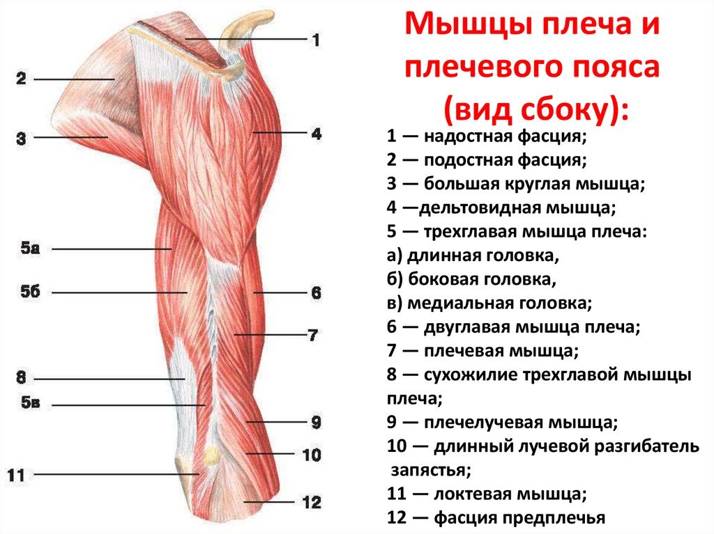 Плечевой сустав способен совершать движения: параллельно телу – сгибание и разгибание
перпендикулярно туловищу – приведение и отведение
вертикально – поворот конечности наружу и внутрь
круговое вращение
