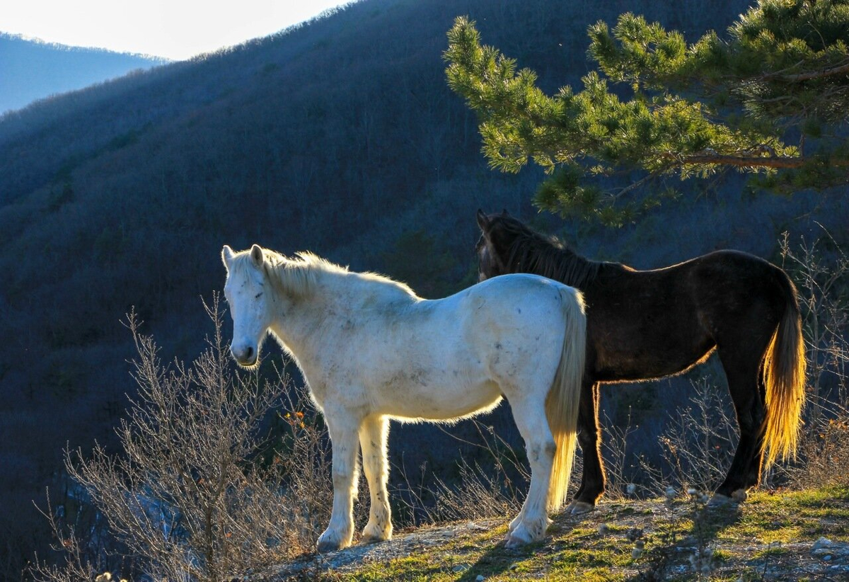 Белый конь в горах
